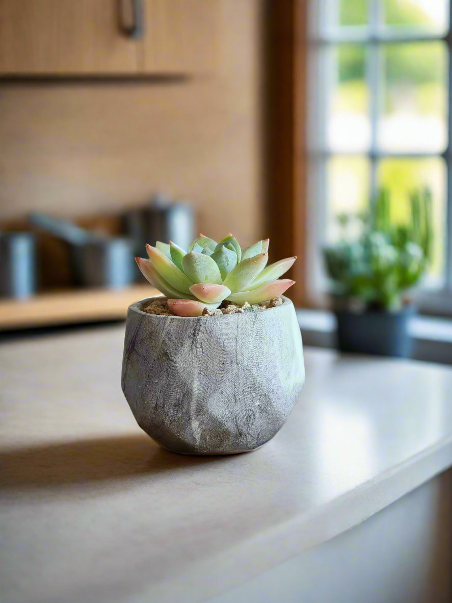 Succulent Harmony Grey - Echeveria Elegans - SlowBloomGreens