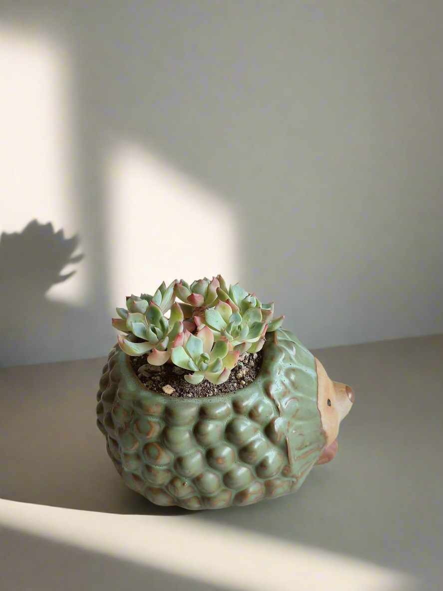Succulent Hedgehog Pot - Echeveria Elegans