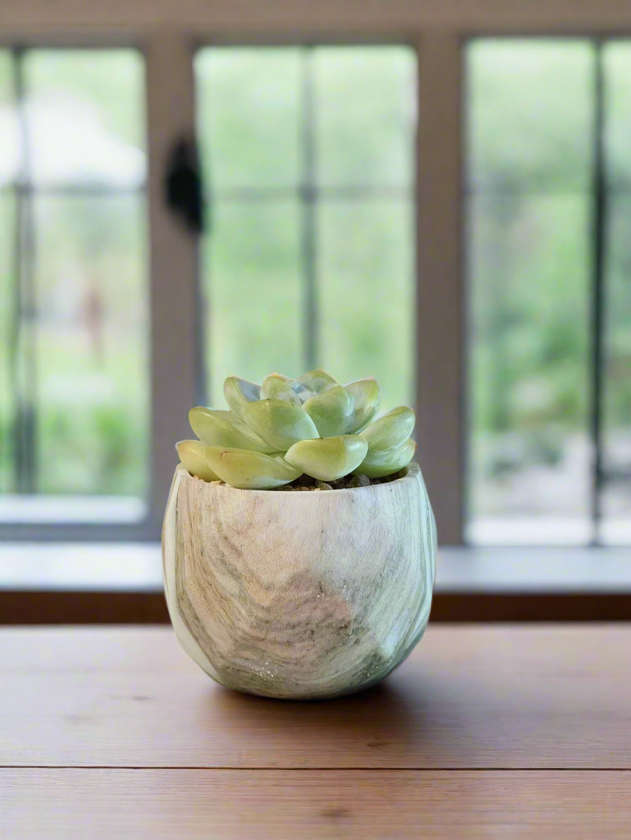 Succulent Classic Marble Green Pot – Echeveria Ice Green - SlowBloomGreens