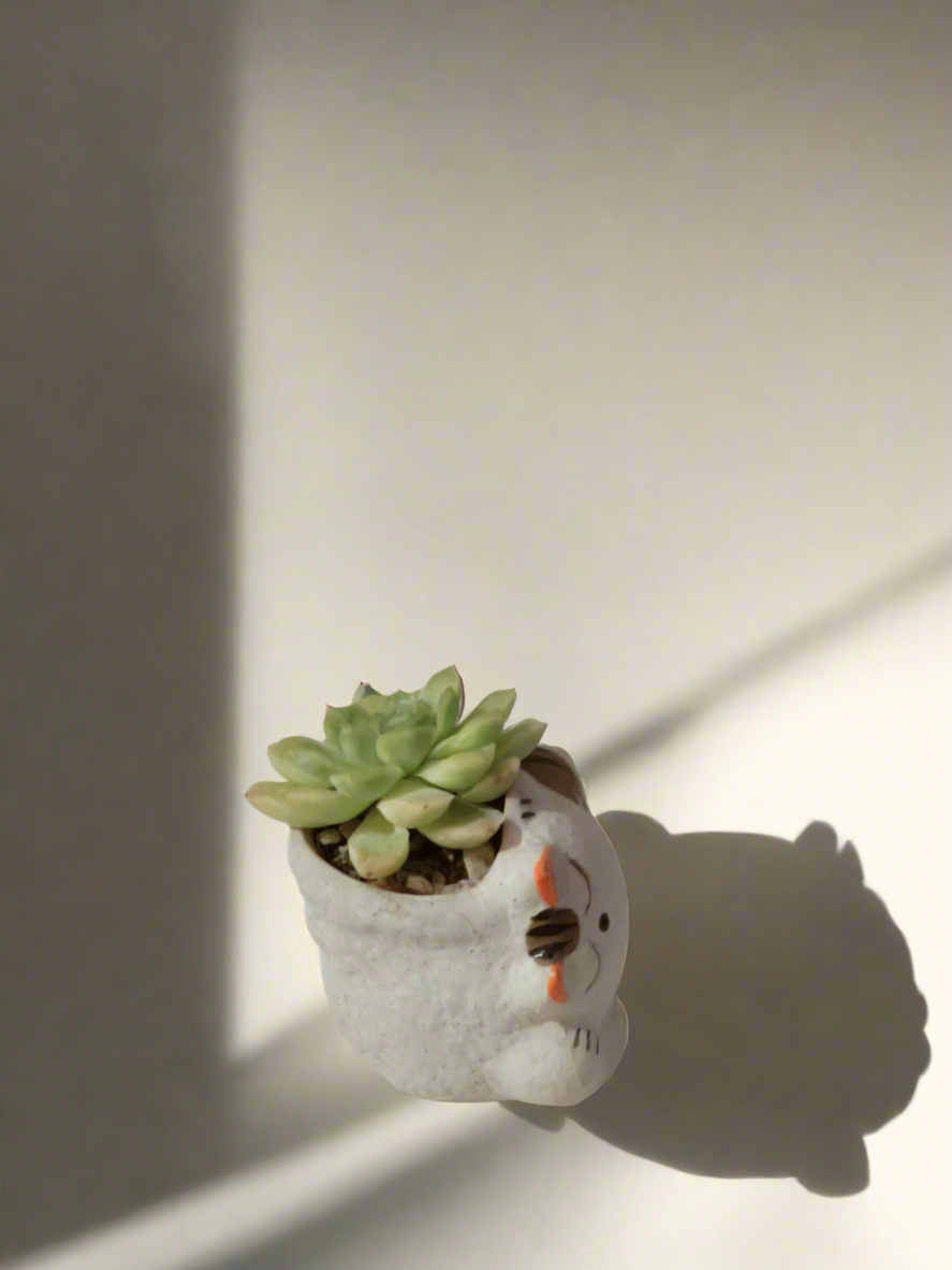 Succulent Cat Pot featuring vibrant Echeveria 'Lime & Chilli'