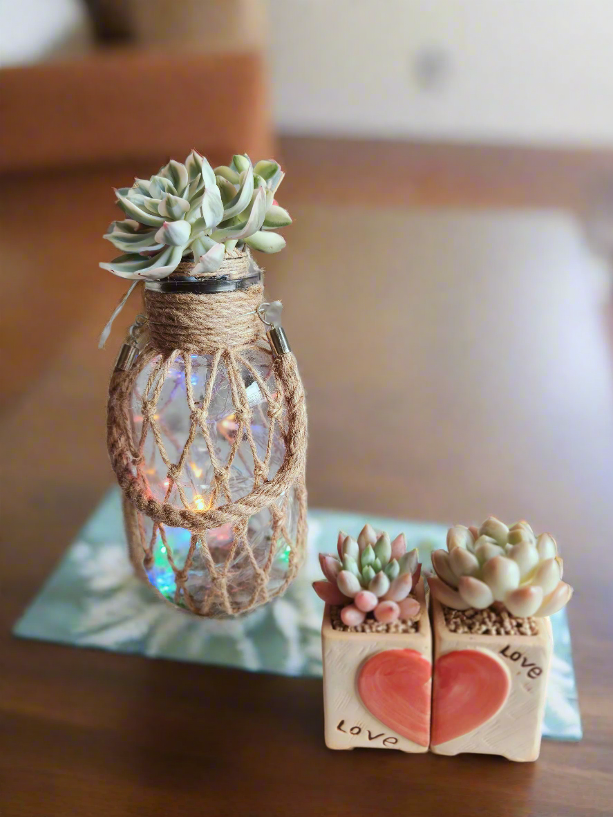 Succulent Heart Duo – The Perfect Gift of Love and Growth - SlowBloomGreens