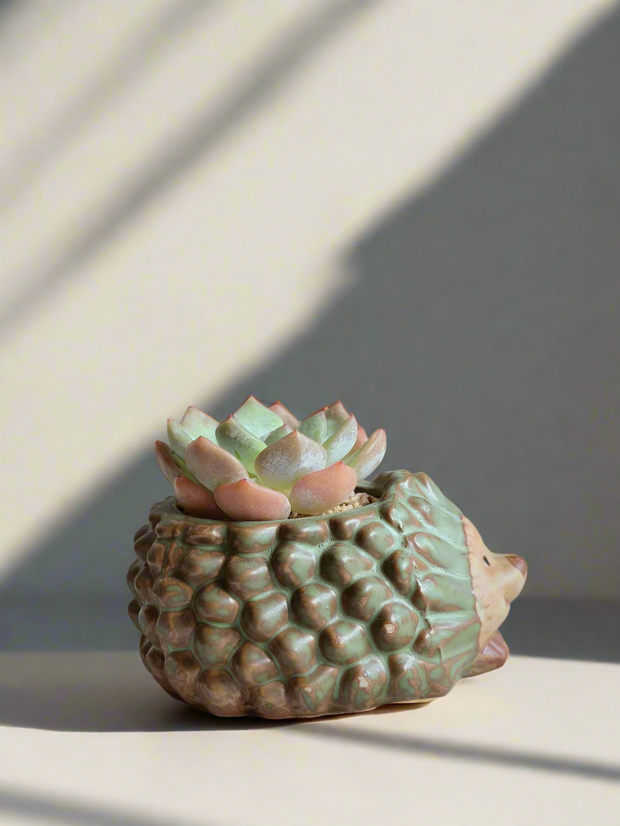 Succulent Hedgehog Pot - Echeveria Suryeon