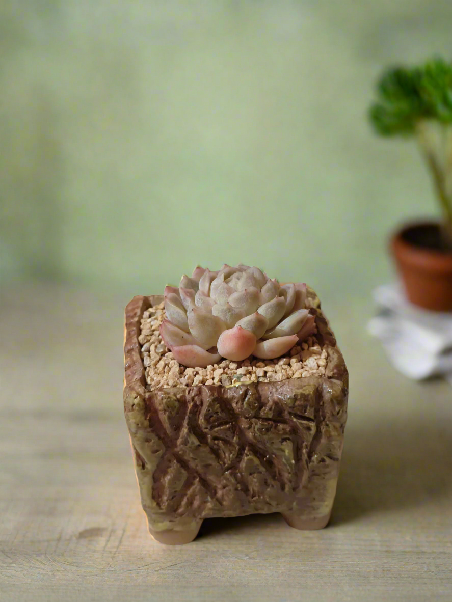 Succulent Rustica Ceramic Yellow-brown – Echeveria Hyalina