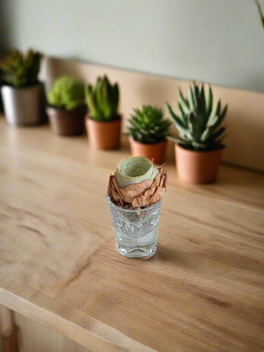 Succulent Shot Glass – Open Bud Mountain Rose 'Greenovia'