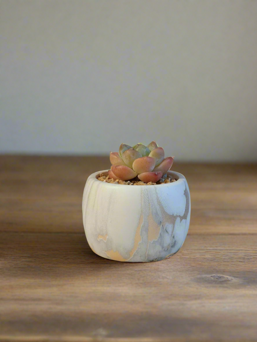 Succulent Mini Round Gold Pot featuring Echeveria Suryeon in elegant gold finish.