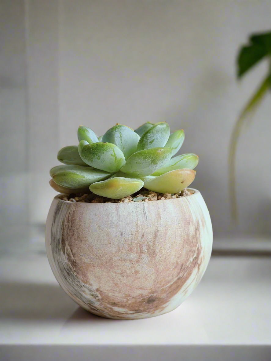 Beautiful Echeveria Ice Green in a round brown pot