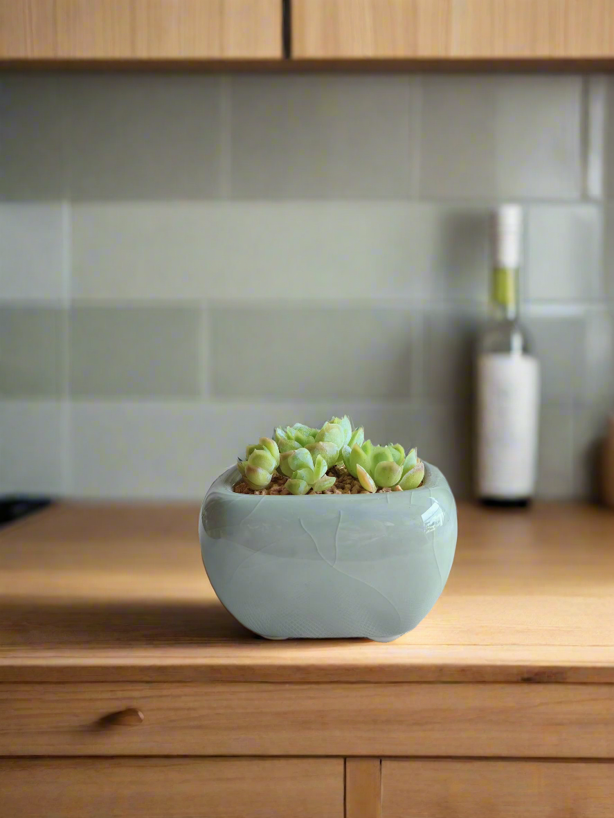 Succulent Zen Square Pastel Green Pot – Echeveria Elegans - SlowBloomGreens