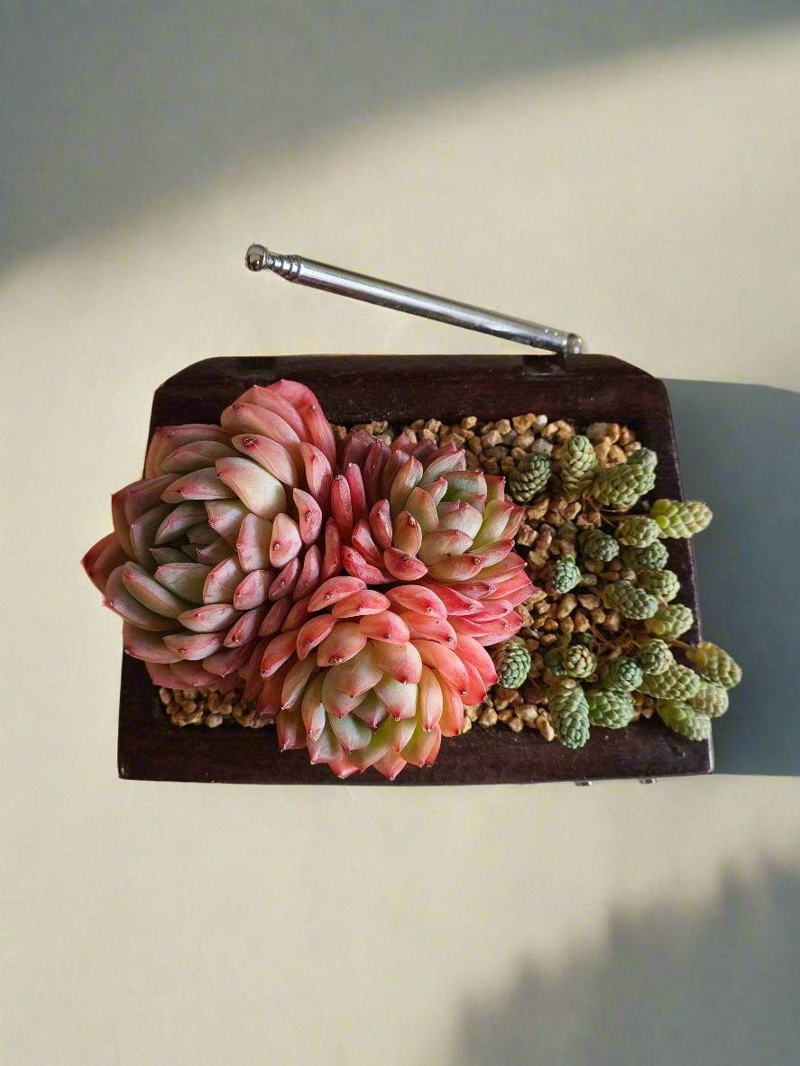 Succulent Retro TV – Echeveria Suryeon  📺🌿