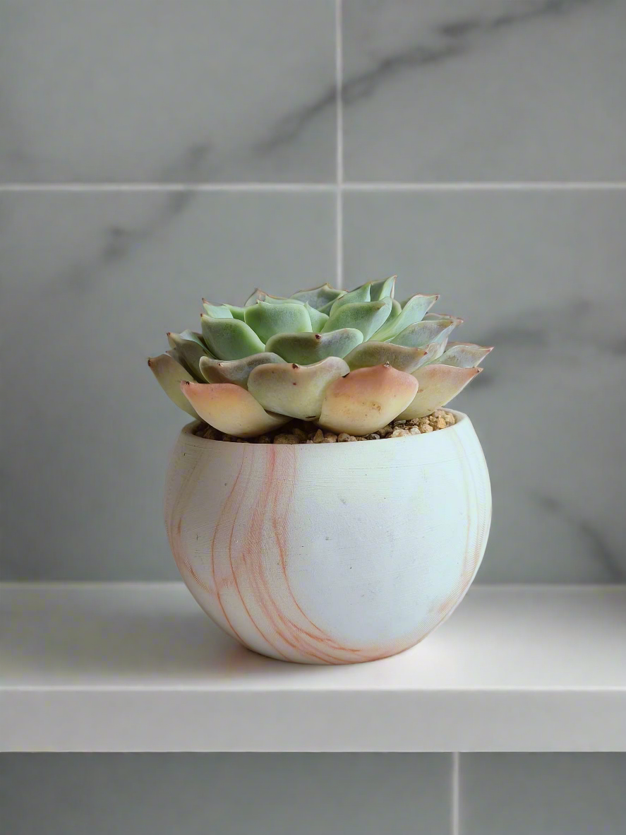 Close-up of the Echeveria Lilacina rosettes in the Elegant Round Orange Pot.