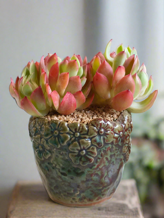Succulent Rustica Ceramic Pot – Echeveria 'Luella'