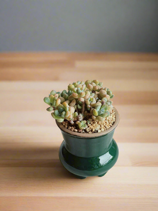 Succulent Rustica Emerald Pot - Tiscalatengo Gorge Sedum