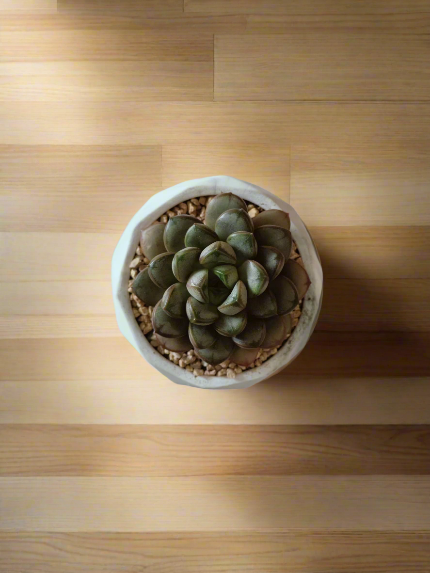 Another top view of the Succulent Harmony Ash Pot with Graptoveria 'Amethorum'.