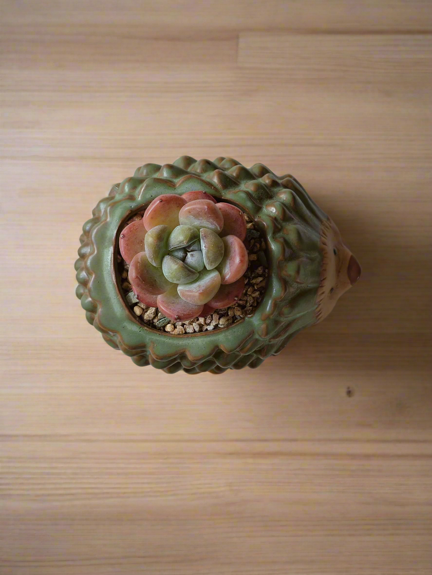 Succulent Hedgehog - Echeveria Ice Green