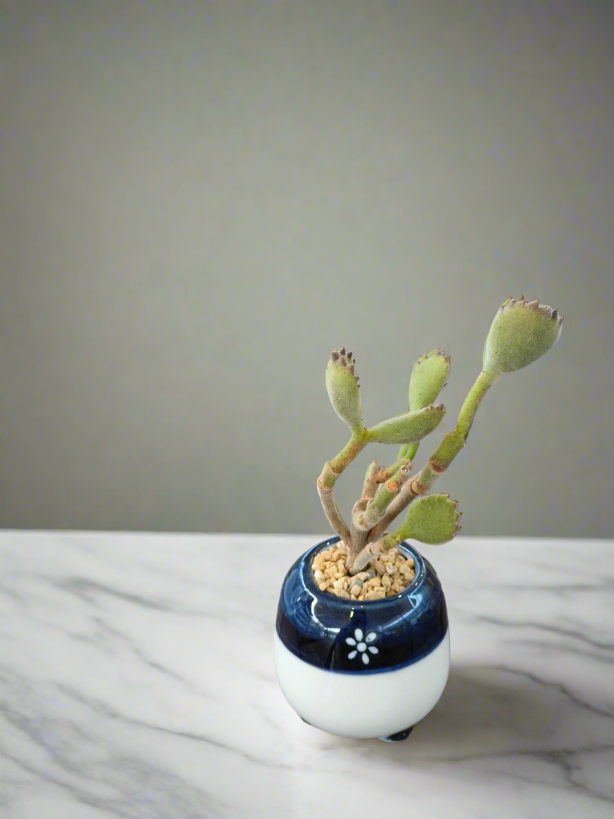 Succulent Tiny Sakura Blue Planter – Cotyledon tomentosa ‘Bear’s Paw’ - SlowBloomGreens