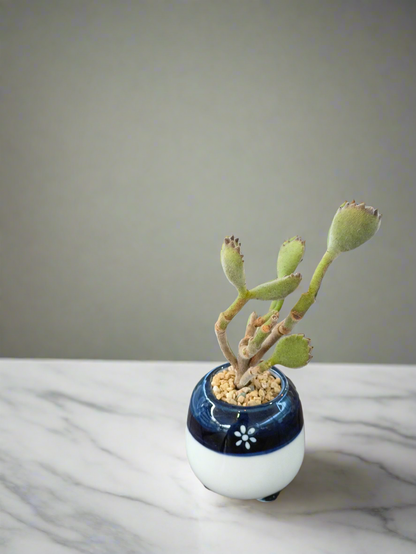 Succulent Tiny Sakura Blue Planter – Cotyledon tomentosa ‘Bear’s Paw’ - SlowBloomGreens