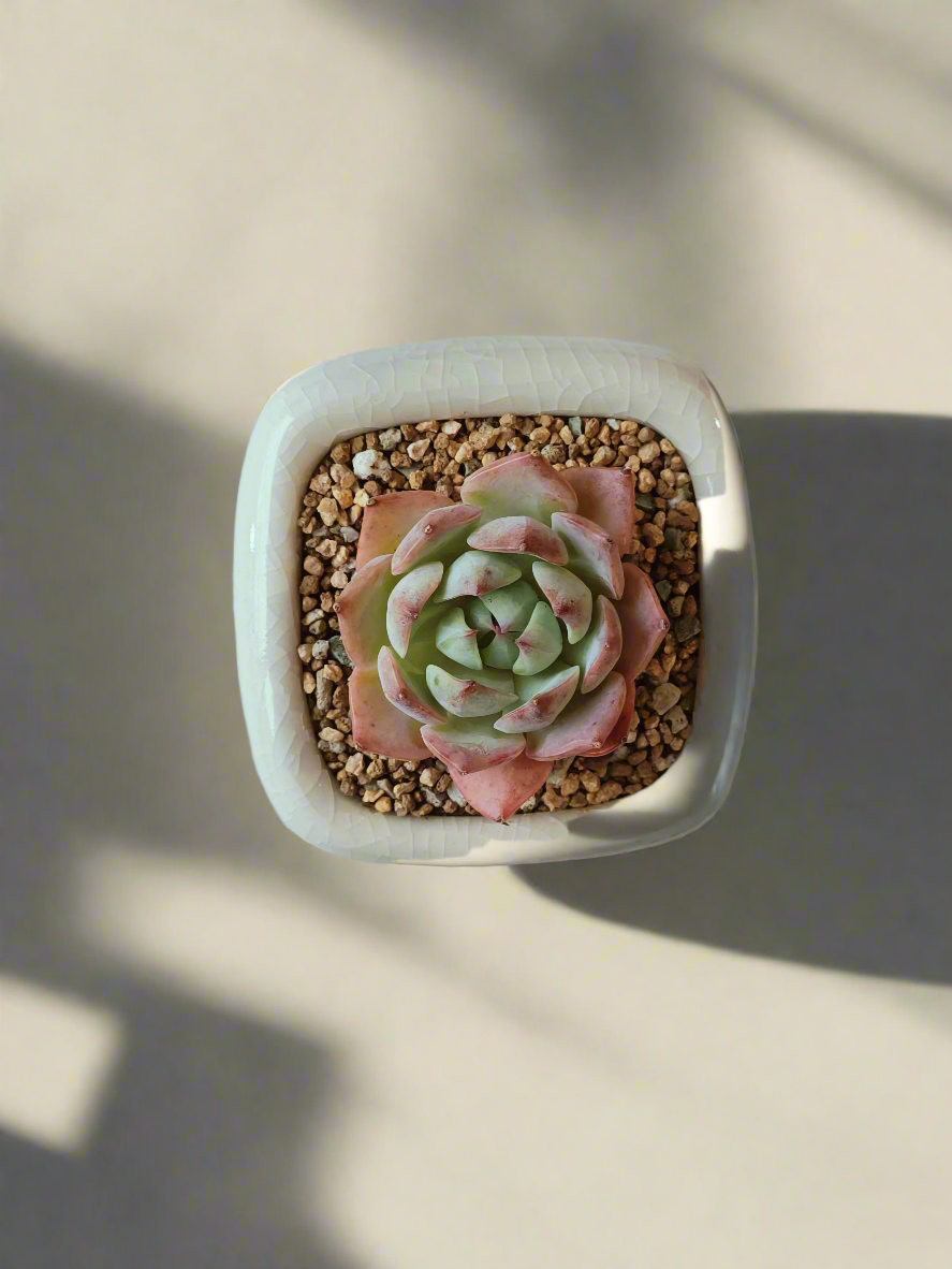 Succulent Zen Square Cream Pot – Echeveria Suryeon