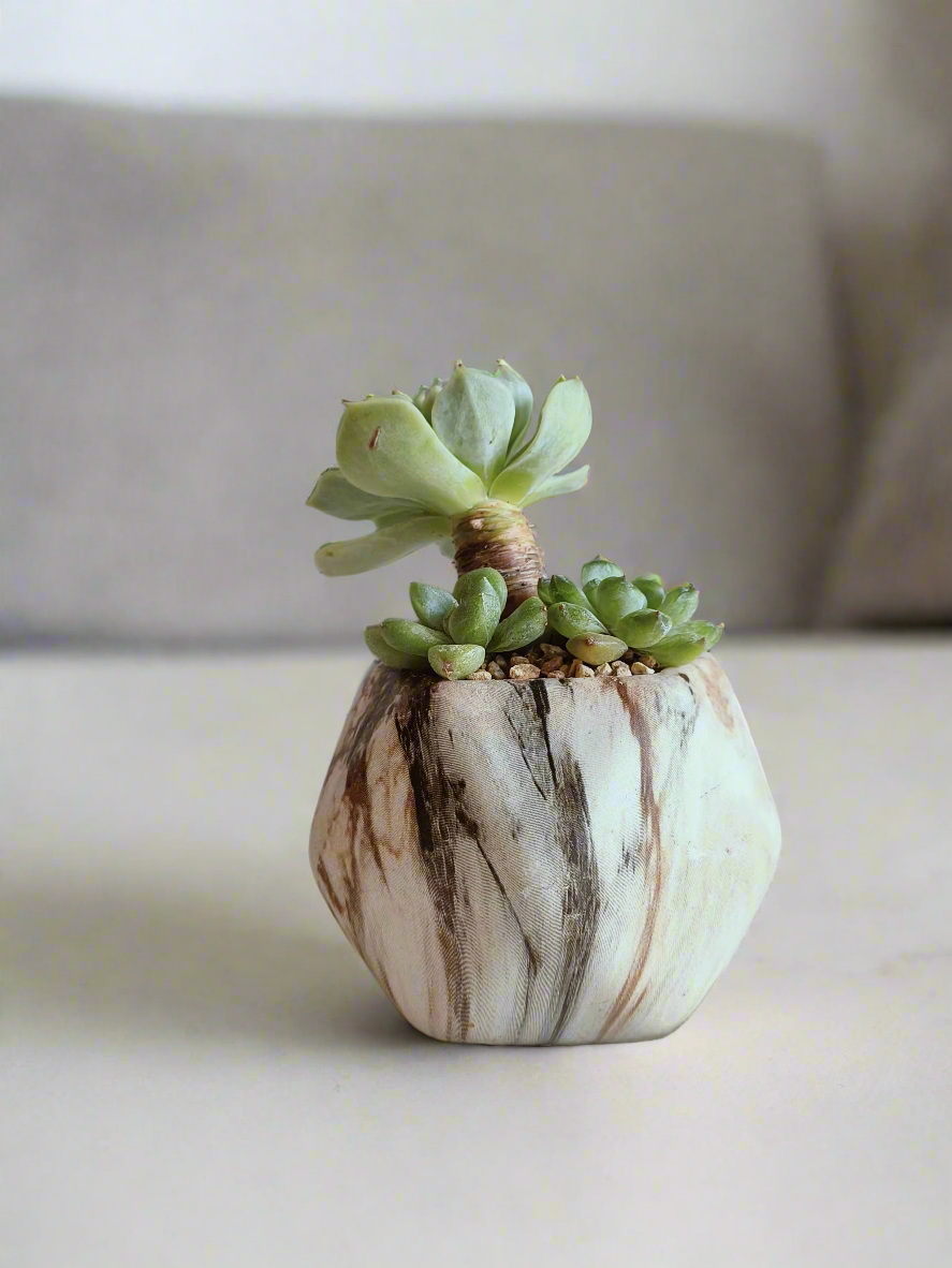 Succulent Mini Octagon Brown - Echeveria