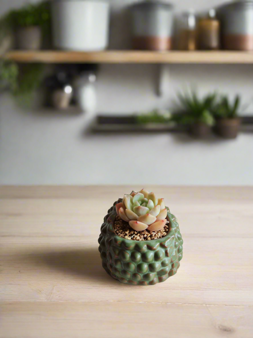 Succulent Hedgehog Pot - Echeveria Elegans 'Raspberry Ice'