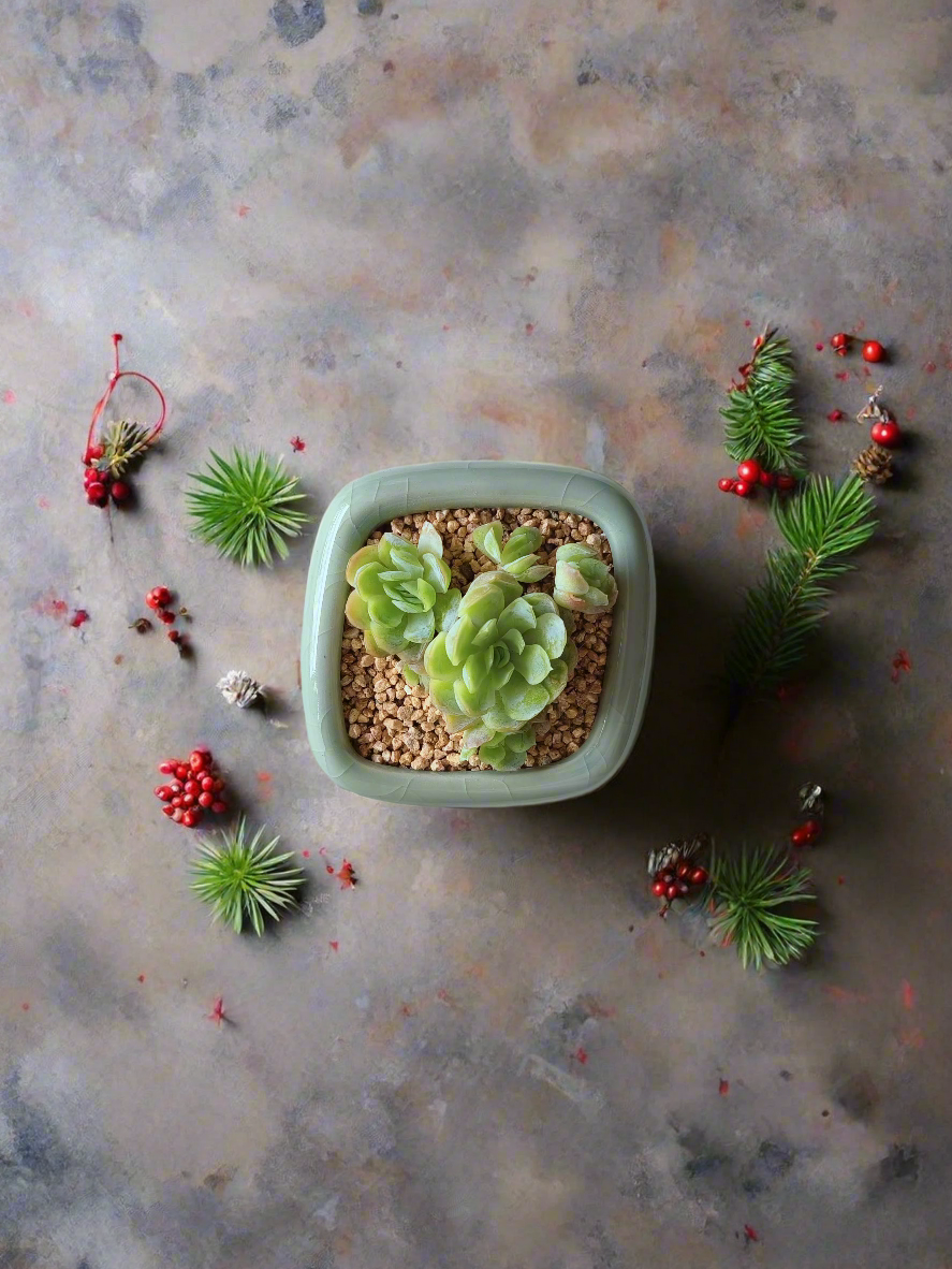 Succulent Zen Square Pastel Green Pot – Echeveria Elegans - SlowBloomGreens