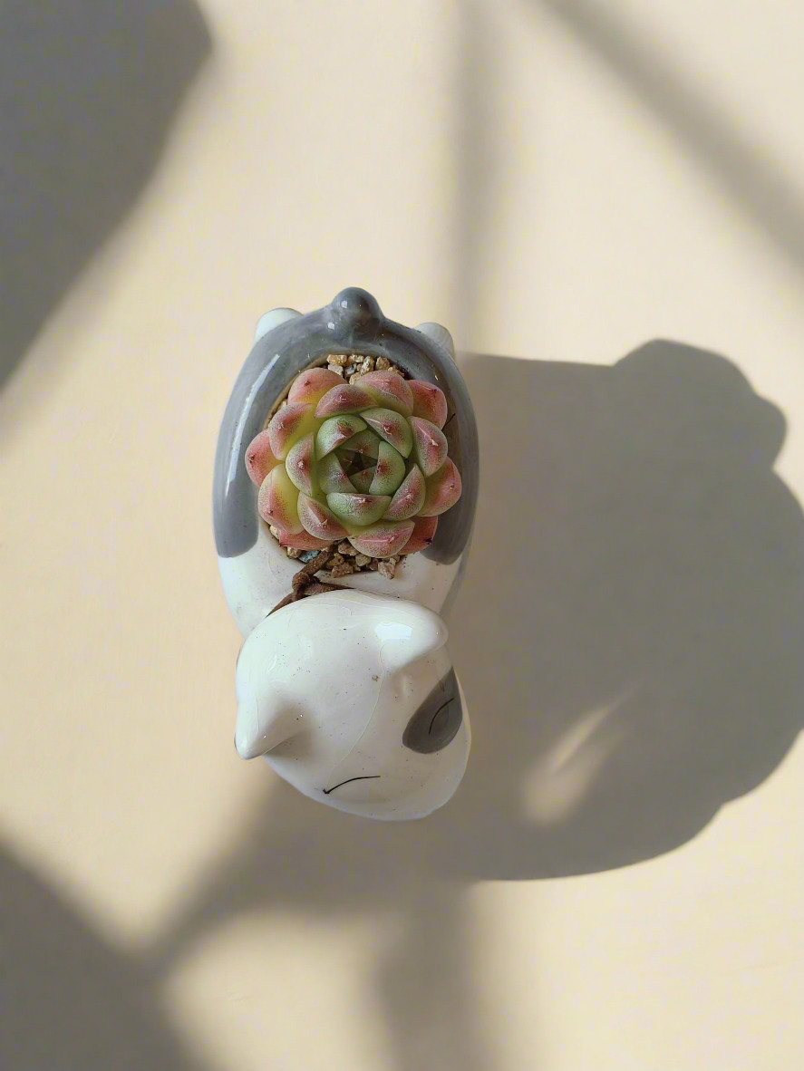 Succulent Puppy Bull Terrier - Echeveria Suryeon - SlowBloomGreens