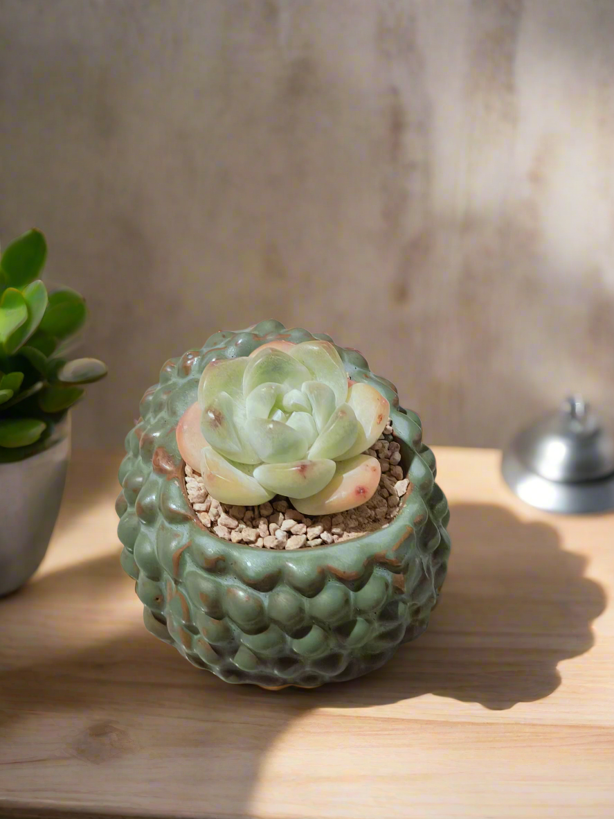 Succulent Hedgehog Pot - Echeveria Elegans - SlowBloomGreens