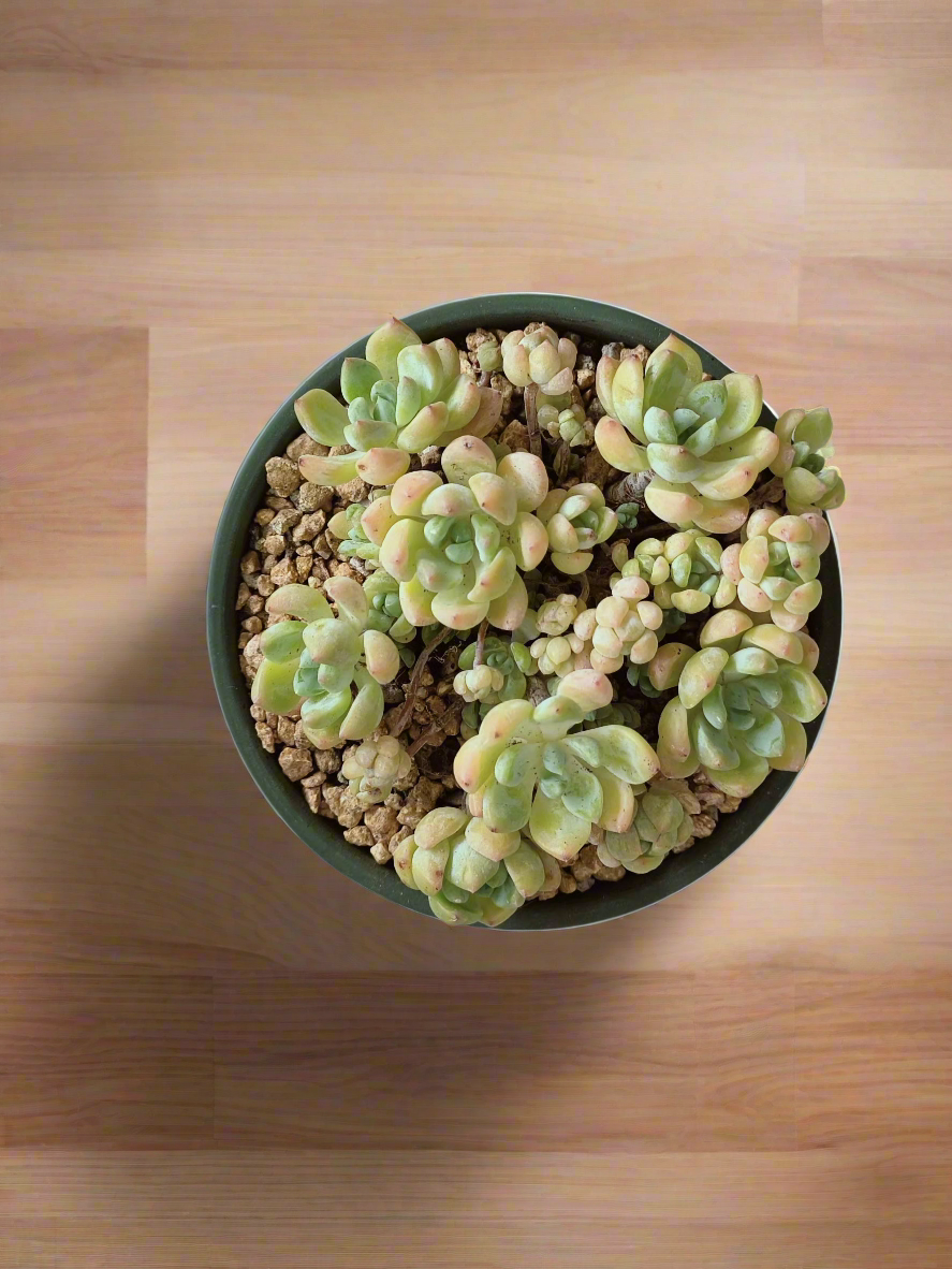 Succulent Rustica Ceramic – Tiscalatengo Gorge Sedum