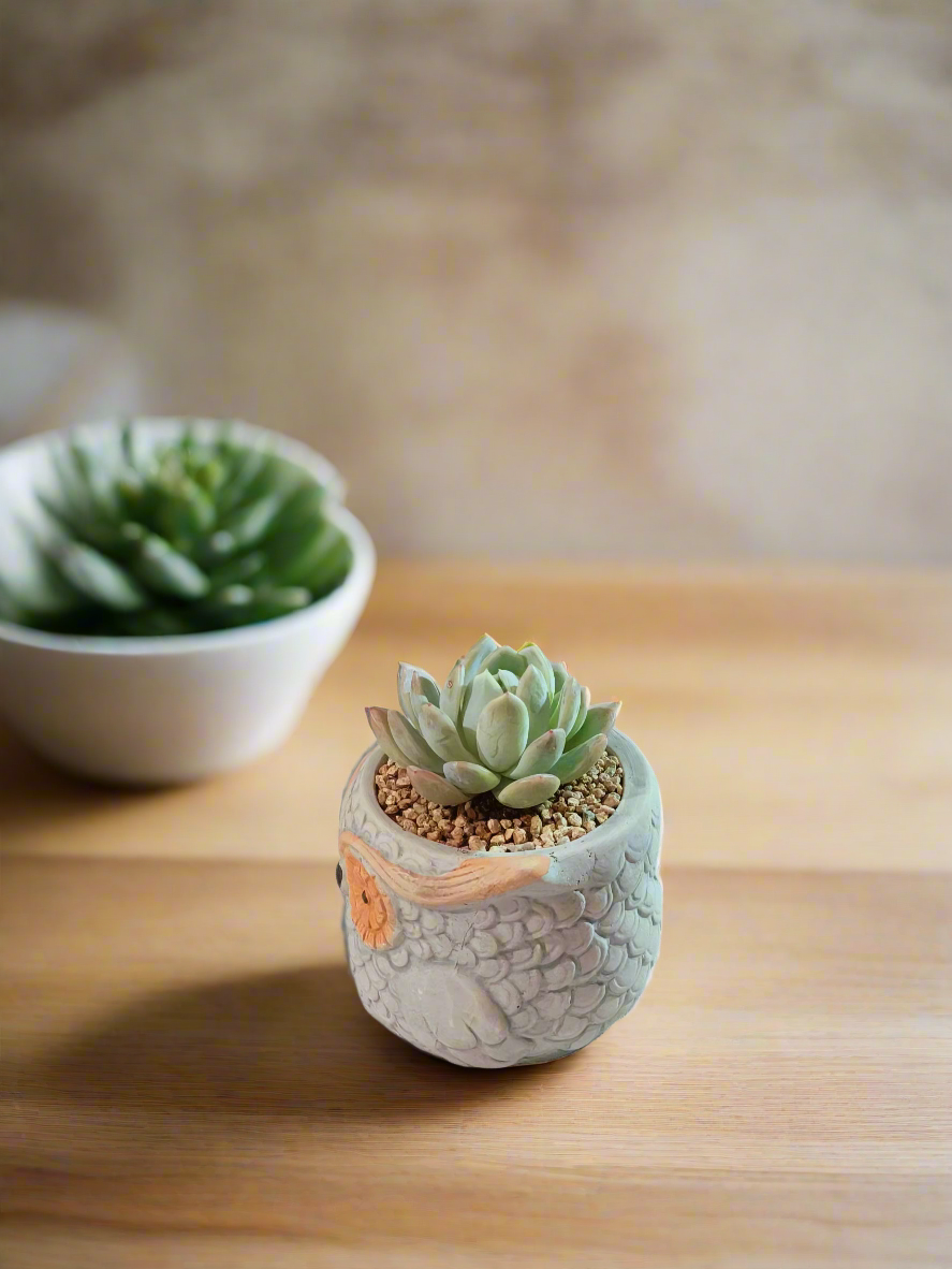 Succulent Owl Pot - Graptoveria 'Opalina'