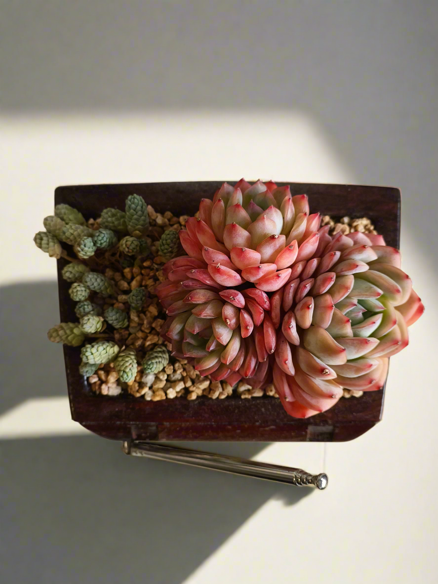 Succulent Retro TV – Echeveria Suryeon  📺🌿