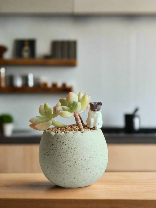 Succulent Egg Planter Green - Golden Sedum