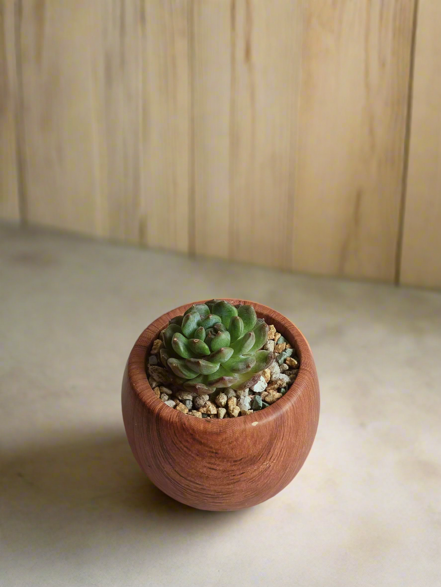 Detailed view of the soft green rosettes in the Succulent Mini Round Woodgrain Pot.