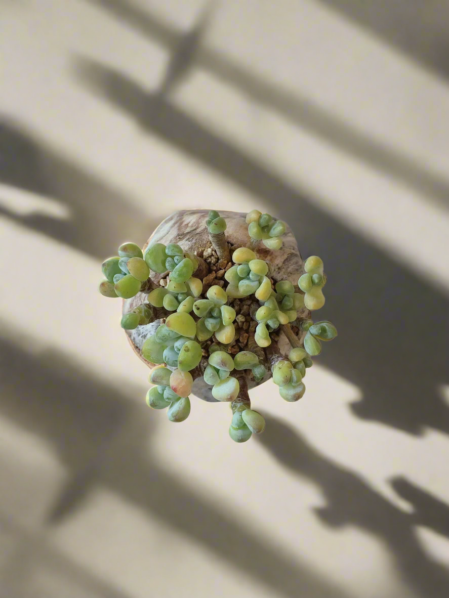 Succulent Mini Octagon Brown - Sedum Treleasei 'Stonecrop' - SlowBloomGreens