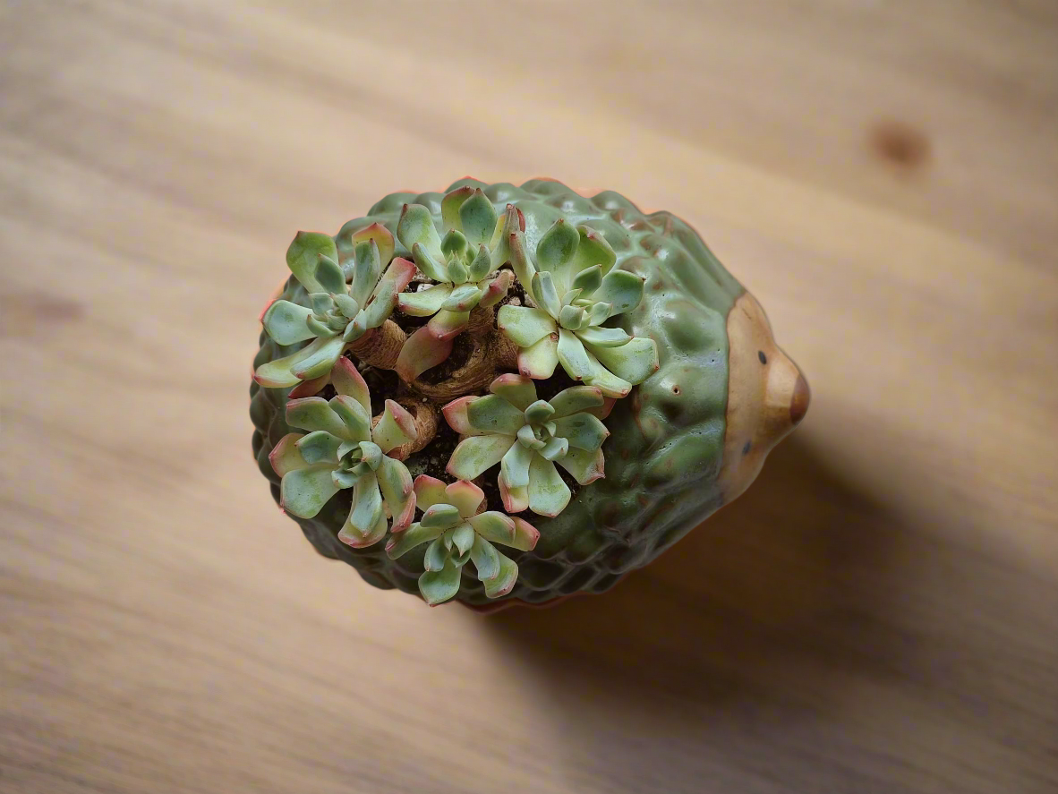 Natural beauty of Echeveria Elegans in adorable hedgehog pot