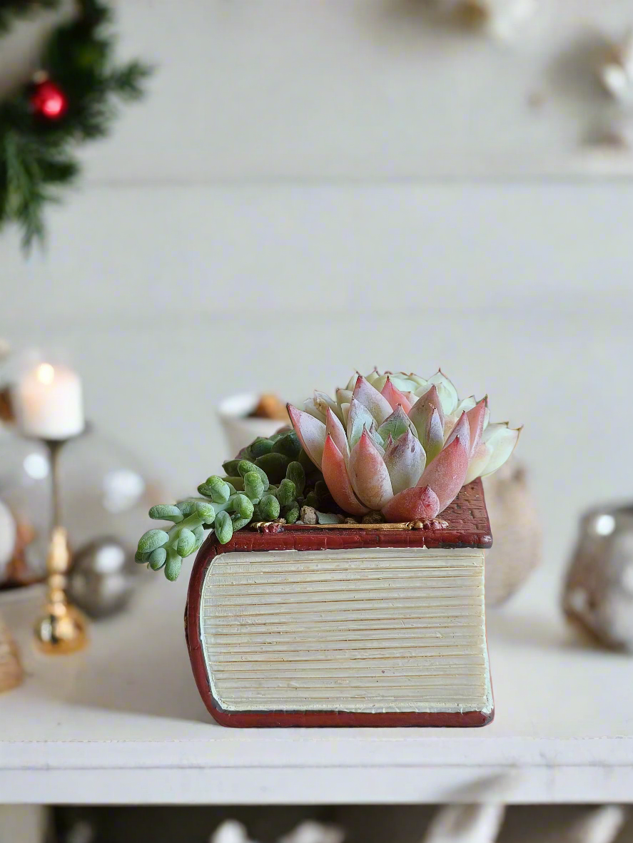 Succulent Book Nook – Assorted Succulents