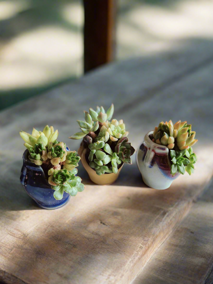 Succulent Sakura Blue - Sedum Lucidum - SlowBloomGreens
