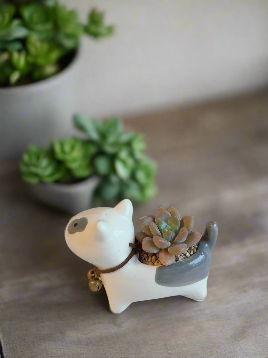 Lively Echeveria Opalina showcasing pastel hues in puppy planter