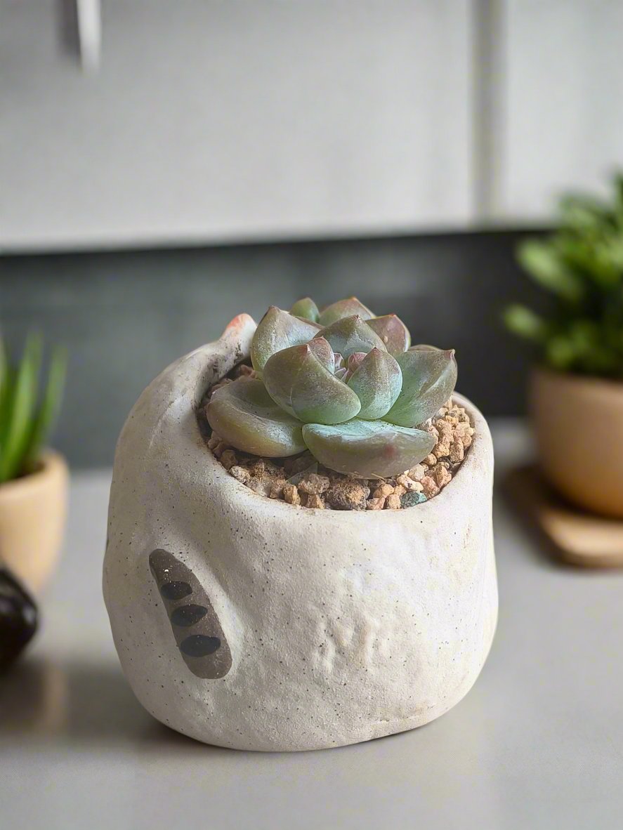 Succulent Cheeky Cat Planter - Echeveria Ice Green - SlowBloomGreens