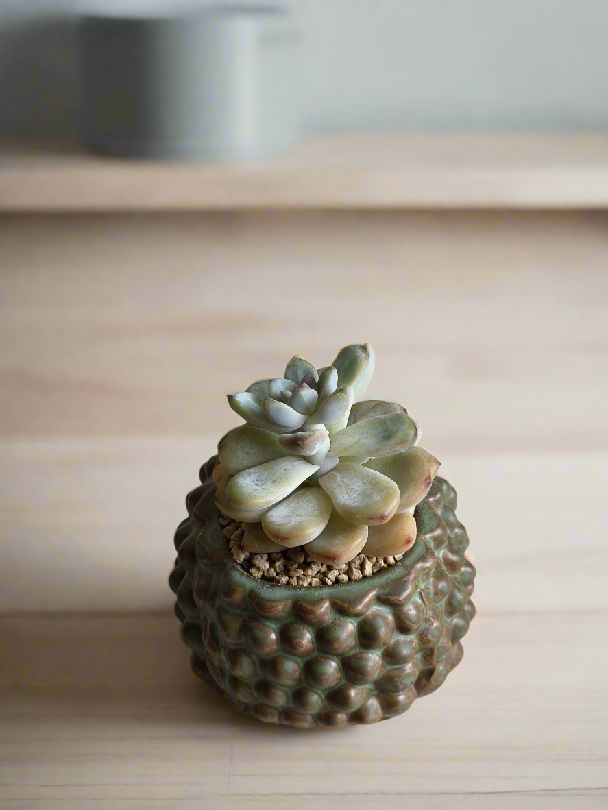 Succulent Hedgehog Pot - Pachyphytum