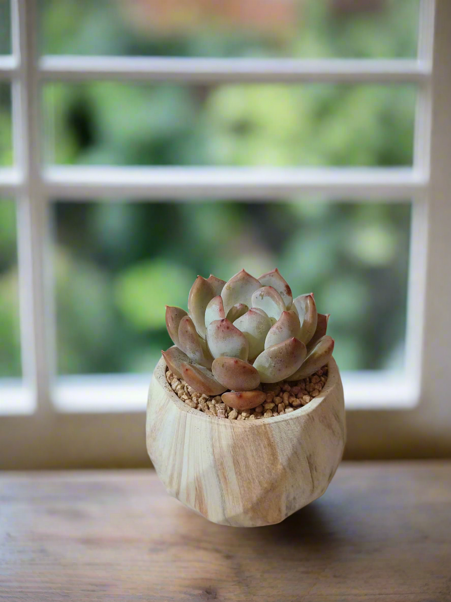 Succulent Classic Marble Brown Pot – Echeveria Laui