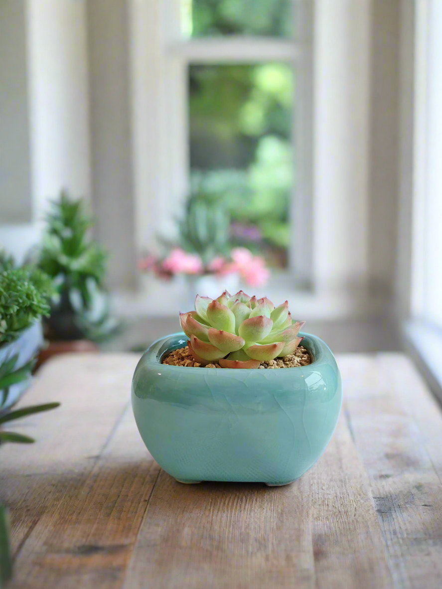 Succulent Zen Square Turquoise Pot – Echeveria Agavoides 'Casio'