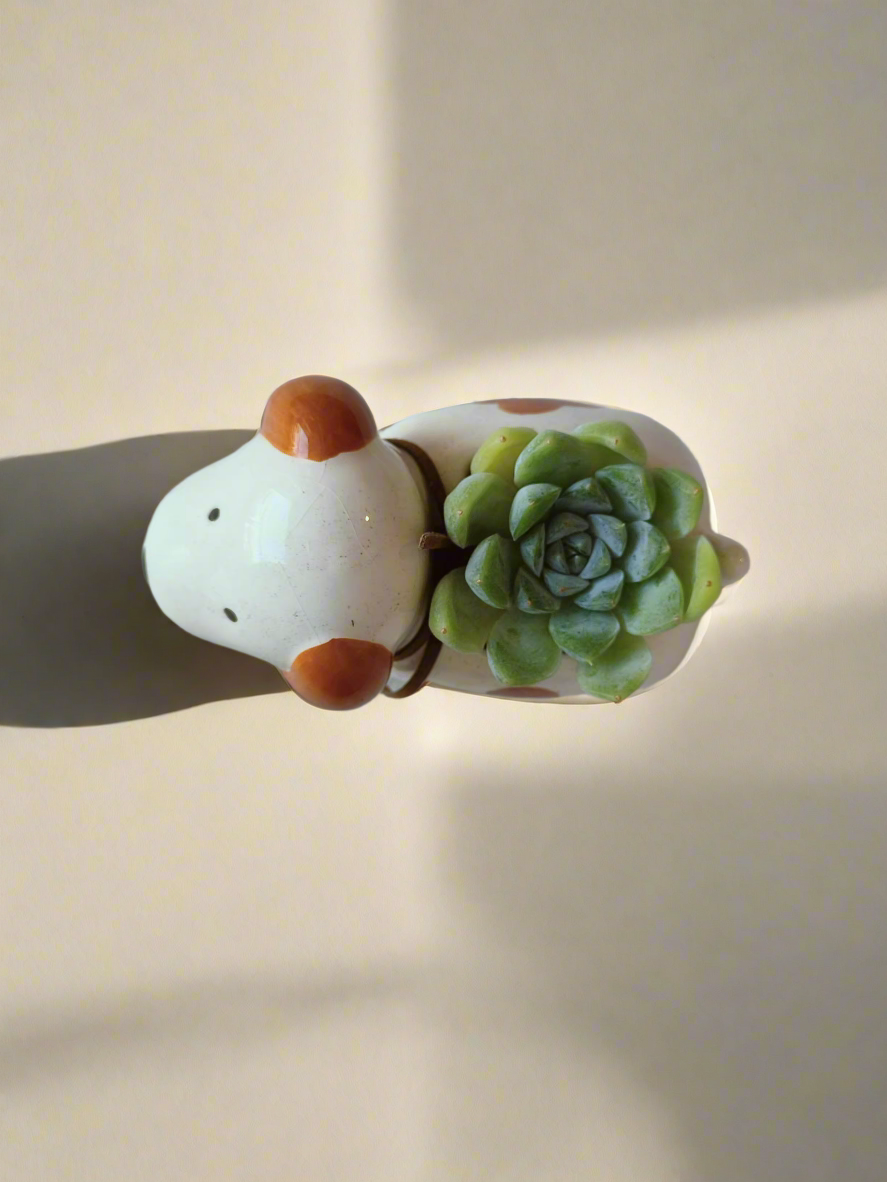Succulent Puppy Jack Russell Terrier Pot - Echeveria Ice Green - SlowBloomGreens