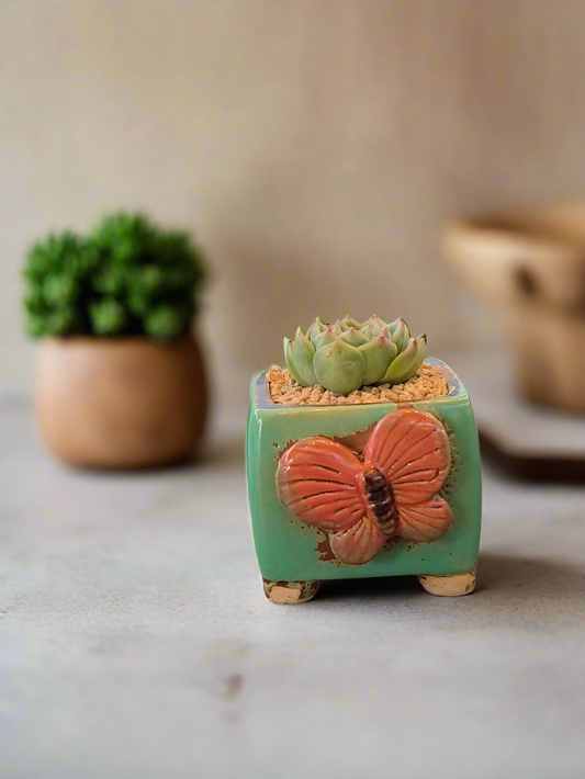 Succulent Ceramic Butterfly Square Teal Planter – Echeveria 'Onslow'