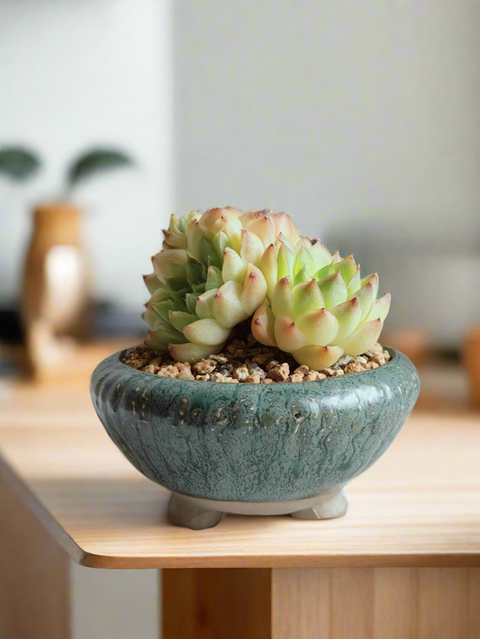 Succulent Rustica Ceramic Pot – 3 headed-Echeveria Agavoides