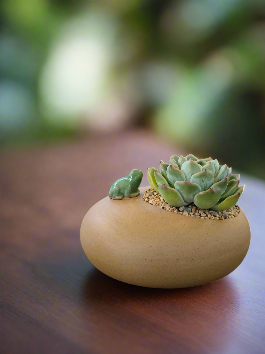 Succulent Frog Planter – Echeveria 'Onslow' - SlowBloomGreens