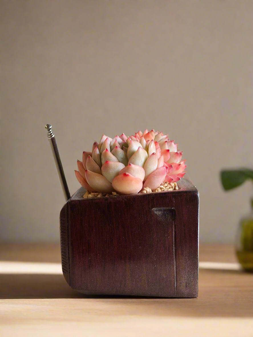 Succulent Retro TV – Echeveria Suryeon  📺🌿 - SlowBloomGreens