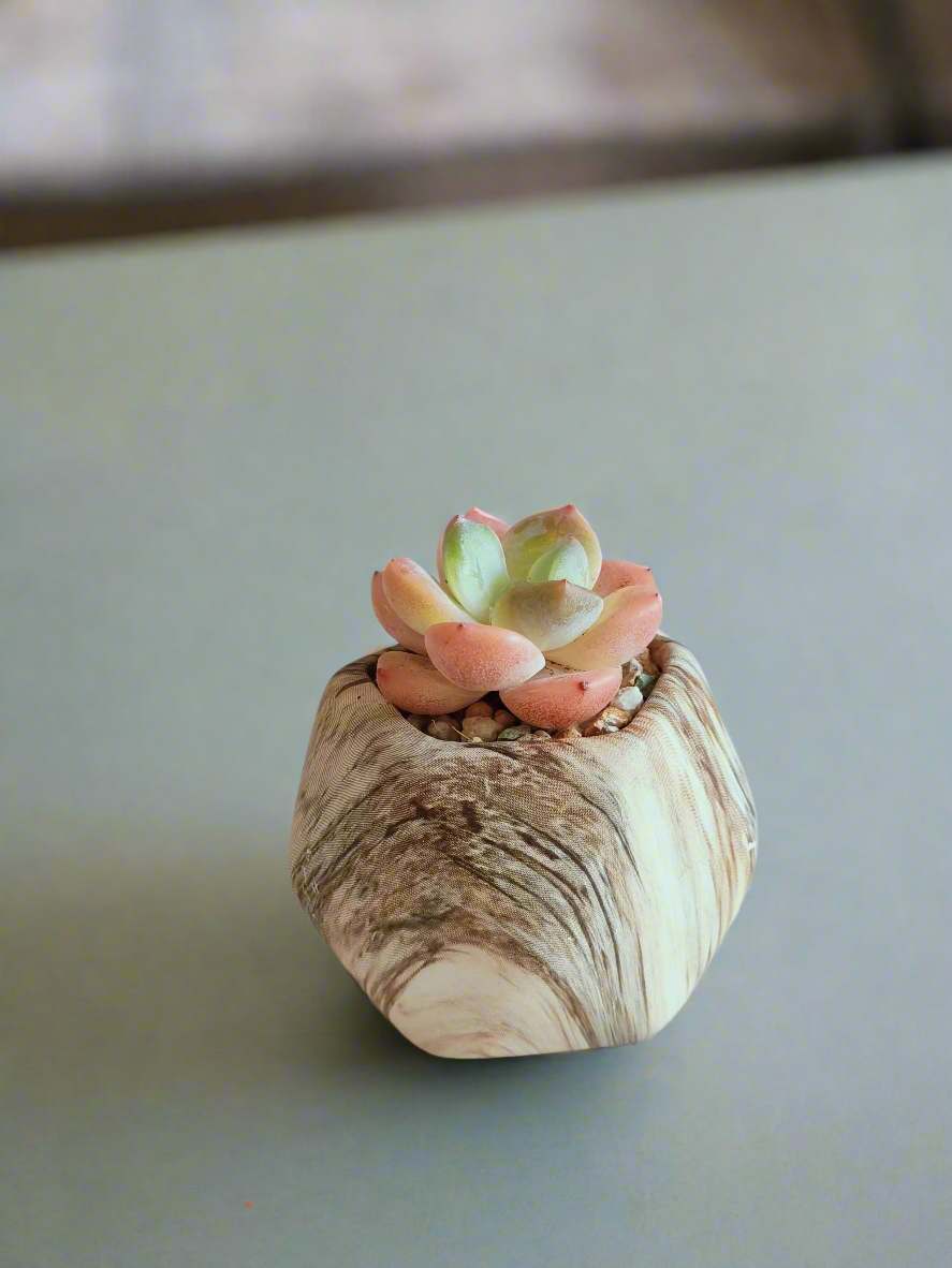 Elegant presentation of the Succulent Mini Octagon Brown Pot – Echeveria Suryeon.