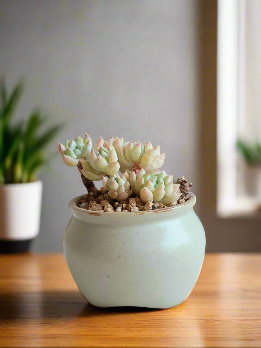 Succulent Rustica Natural Pot with Sedum treleasei 'Rose Stonecrop'