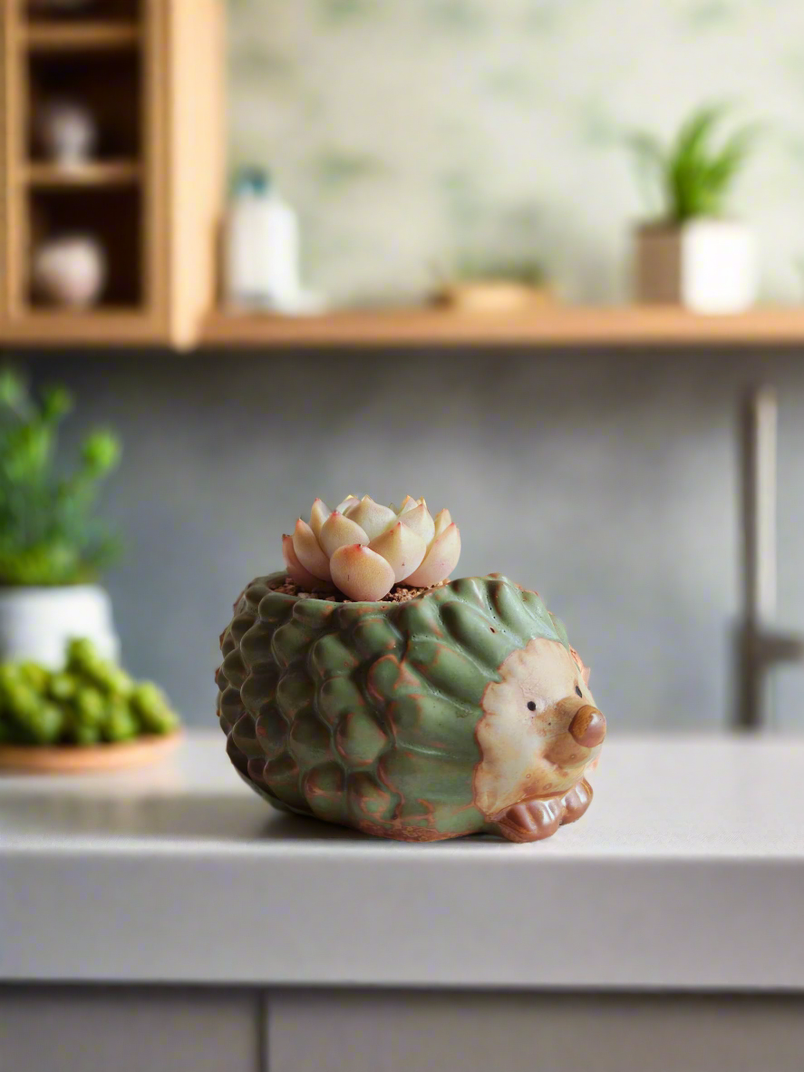 Succulent Hedgehog Pot - Echeveria Elegans 'Raspberry Ice'