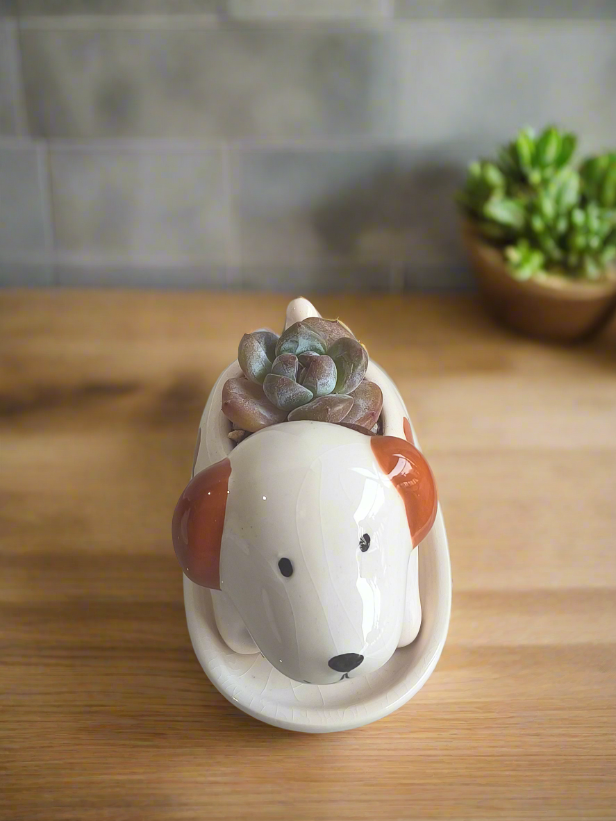 Succulent Puppy Jack Russell Terrier Planter - Echeveria Ice Green - SlowBloomGreens
