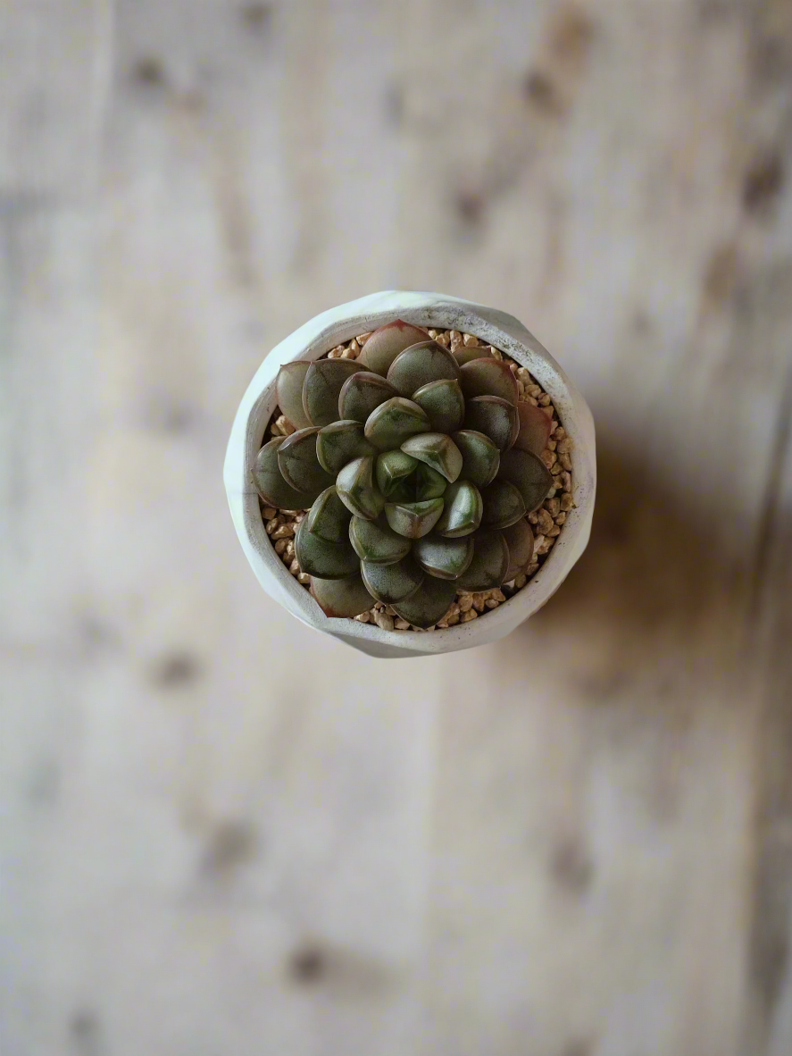 Lovely top view of the Succulent Harmony Ash Pot with Graptoveria 'Amethorum'.