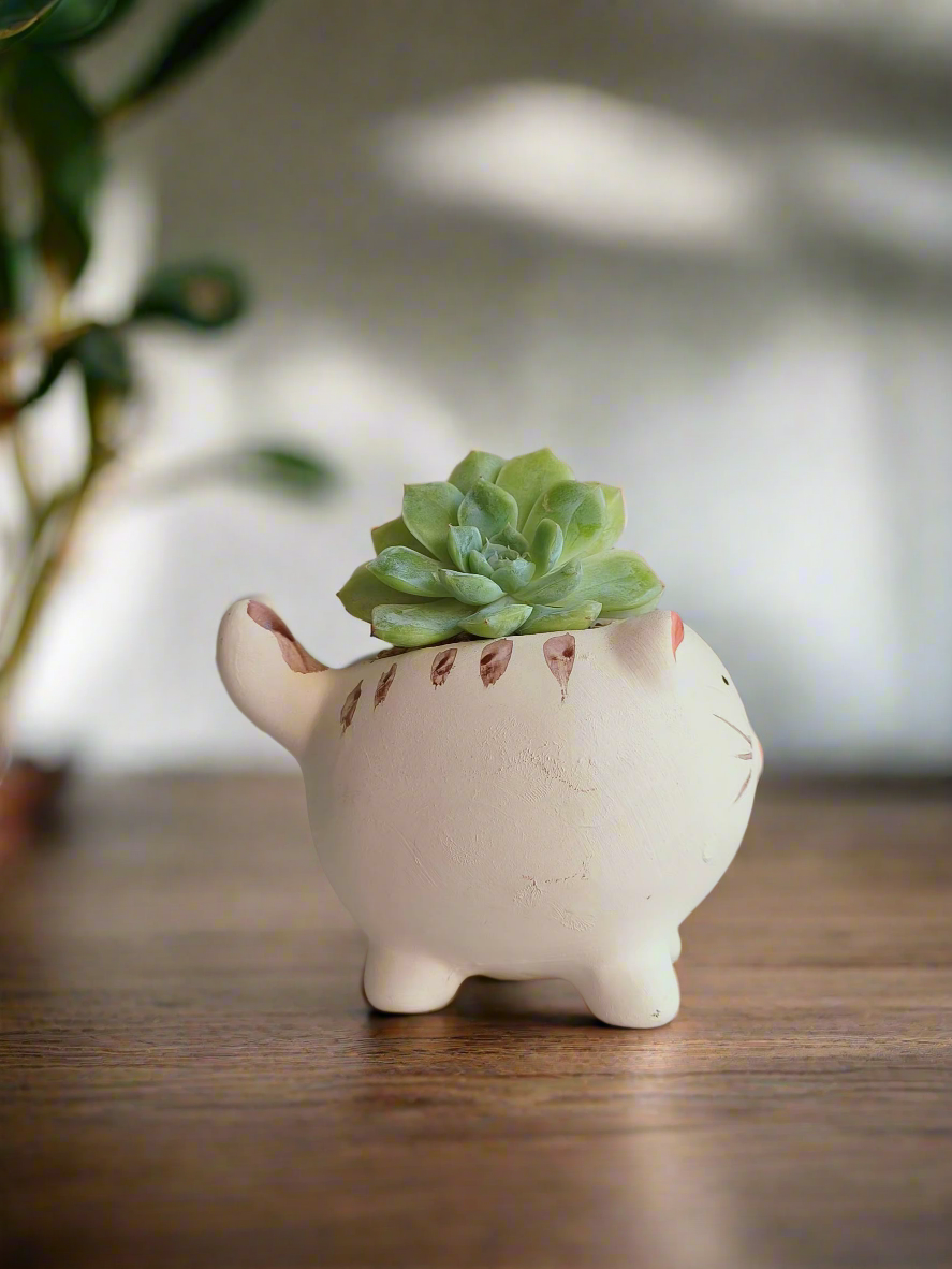 Green Echeveria Cat's Claw succulent in a cat-shaped pot